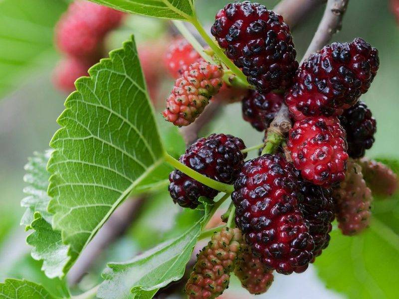 Шелковица купить саженцы из питомнике в Набережных Челнах