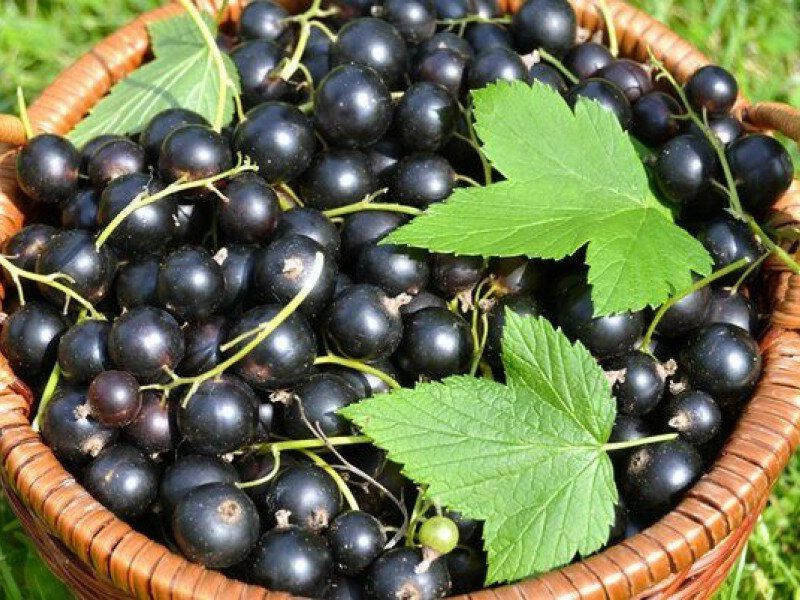 Смородина купить саженцы из питомника в Набережных Челнах