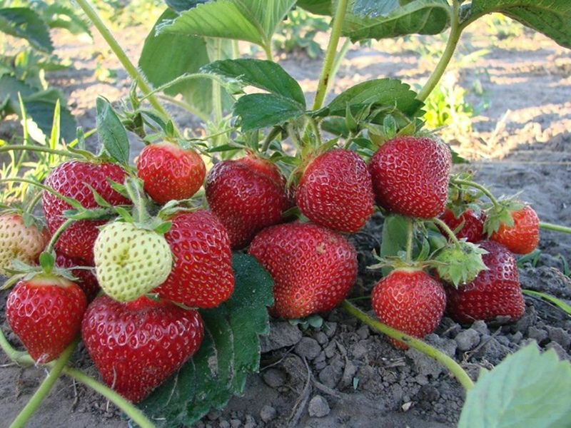 Клубника купить саженцы из питомника в Набережных Челнах