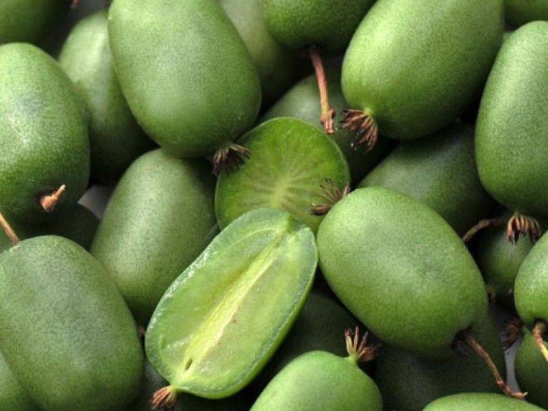 Актинидия купить саженцы из питомнике в Набережных Челнах