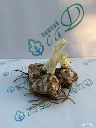 Лилия "ЛЕДИ ЭЛИС" 3 штуки (размер 18/20)