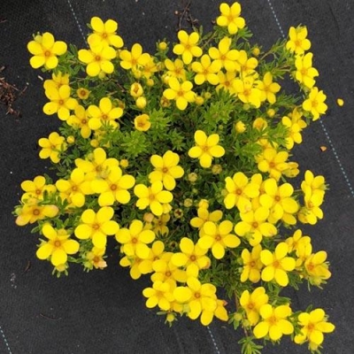 Лапчатка "БЕЛЛА ЛИНДСИ" (стакан Р9)
