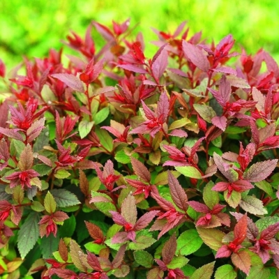 Спирея "ДАБЛ ПЛЕЙ БИГ БЕНГ" (стакан Р9)