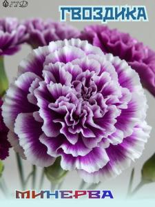 Гвоздика Минерва Саженцы ЗКС 1 шт