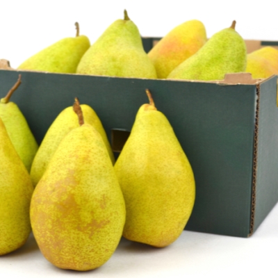 Груша "КСЕНИЯ"