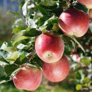 Яблоня "ФУДЖИ"