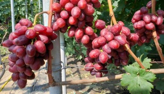 Виноград "ВЕЛЮР"